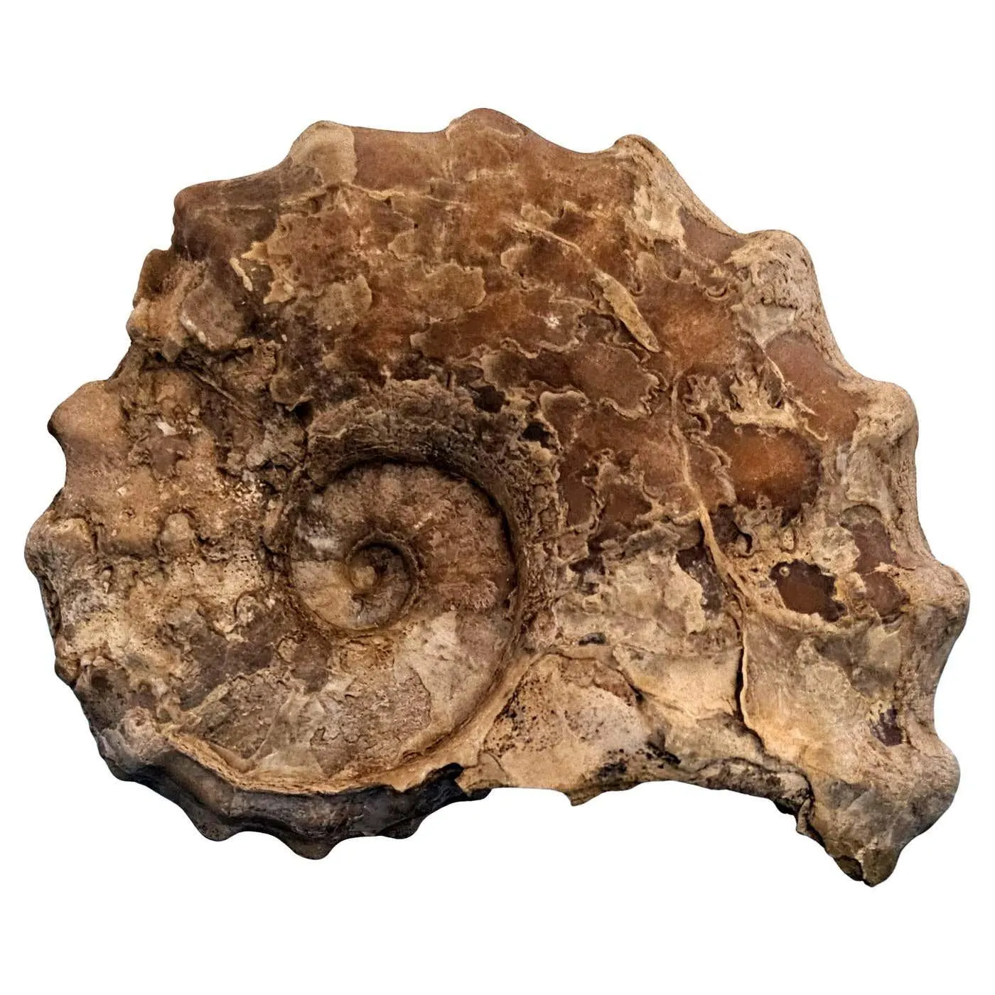 Conlinoceras Tarrantense Ammonite Fossil, 90-100 Million Years Old