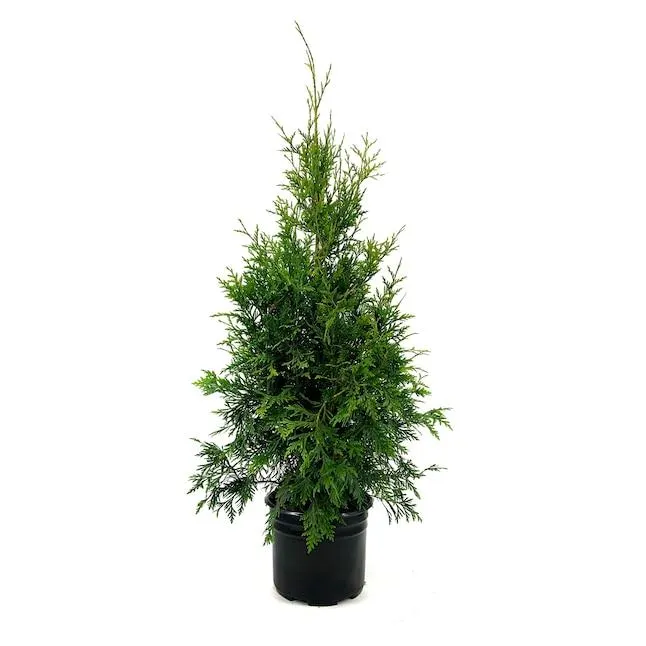 Green Giant Arborvitae Foundation/Hedge Shrub in 2.25 -Gallon Pot 1 -Pack