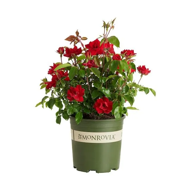Monrovia Red Grace N' Grit Shrub Rose 1.73 -Gallon 1 -Pack in Pot
