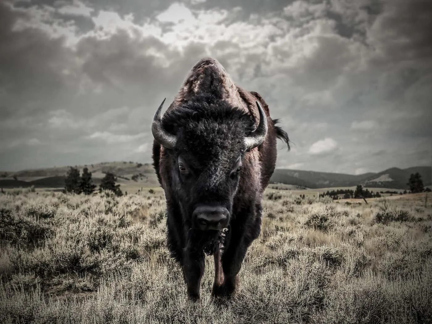 Shane Russeck"Bison" 40x50 - Bison Photography Unsigned Photograph Buffalo Print Buffalo Art 2018