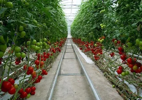 HYDROPONIC BEEF TOMATOES