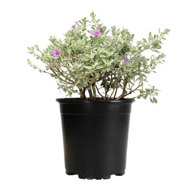 Altman Plants Silverado Sage Flowering Shrub in 2.5 -Quart Pot 1.0 -Pack with Purple Blooms