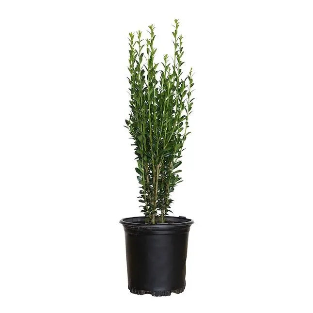 Flowerwood Sky Pencil Holly Screening Shrub in 2.5 -Quart Pot 1 -Pack