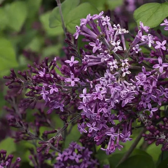 Proven Winners Purple Bloomerang Dark Purple Reblooming Lilac (Syringa) Flowering Shrub in 1 -Gallon Pot 1.0 -Pack