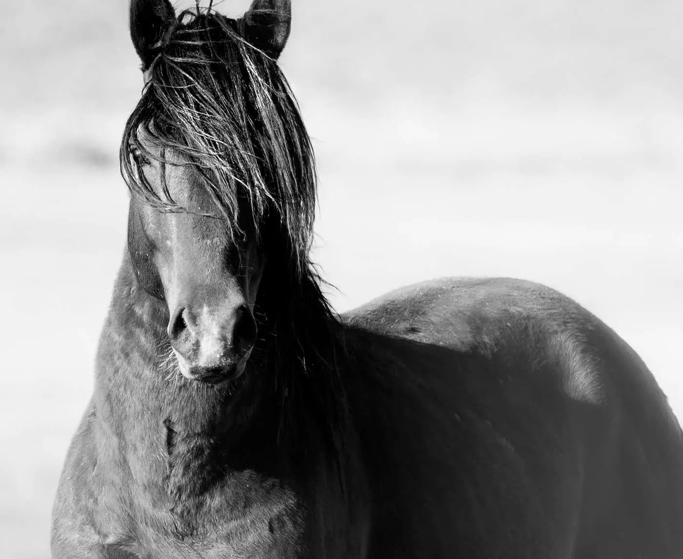 Shane Russeck"Wild" 40x60 Fine Art Black and White Photography Wild Horse Mustang 2022