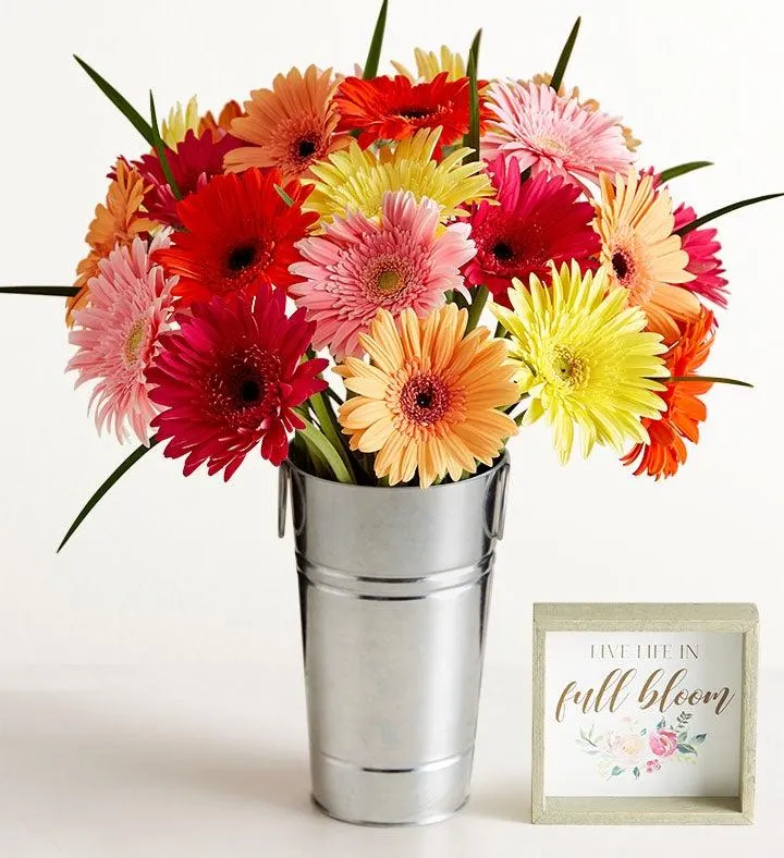 Happy Gerbera Daisies