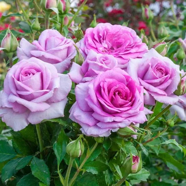 Spring Hill Nurseries Lavender Flowering Lifes Little Pleasures Mini Rose 1 -Pack 1 -Pack in Bare root