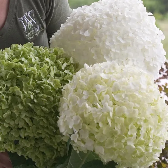 Proven Winners Incrediball Smooth Hydrangea (Arborescens) Flowering Shrub in 1 -Quart Pot 1.0 -Pack with White Blooms