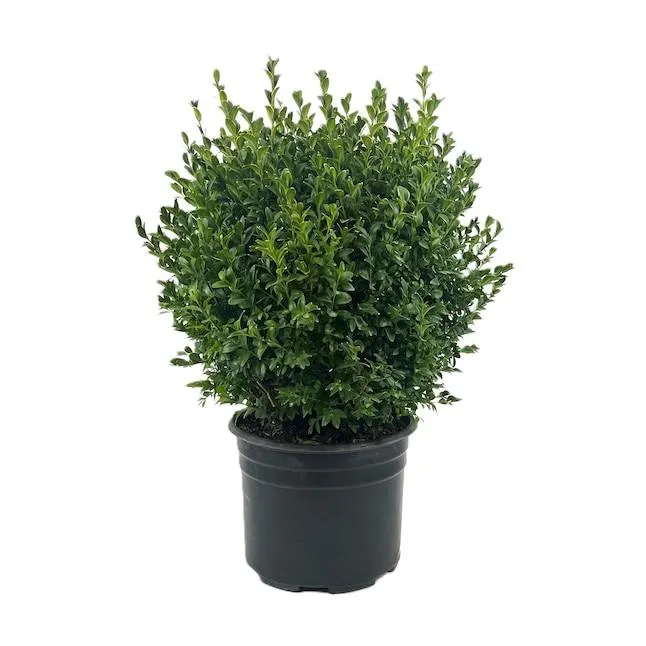 2.25 Gal. Boxwood Green Mountain Foundation/Hedge Shrub in 2.25 -Gallon Pot 1 -Pack