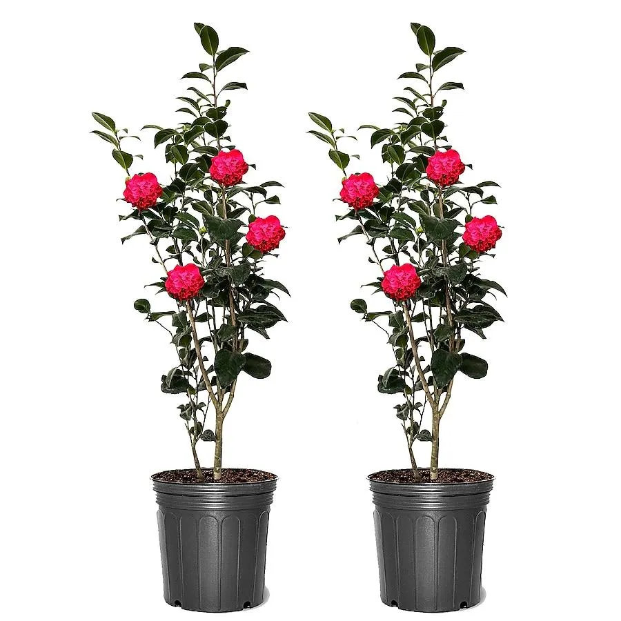Southern Planters Kramer's Supreme Camellia Flowering Shrub in 3 -Gallon Pot 2 -Pack with Red Blooms