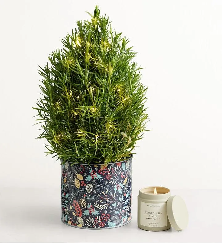 Rosemary & Bright Tree