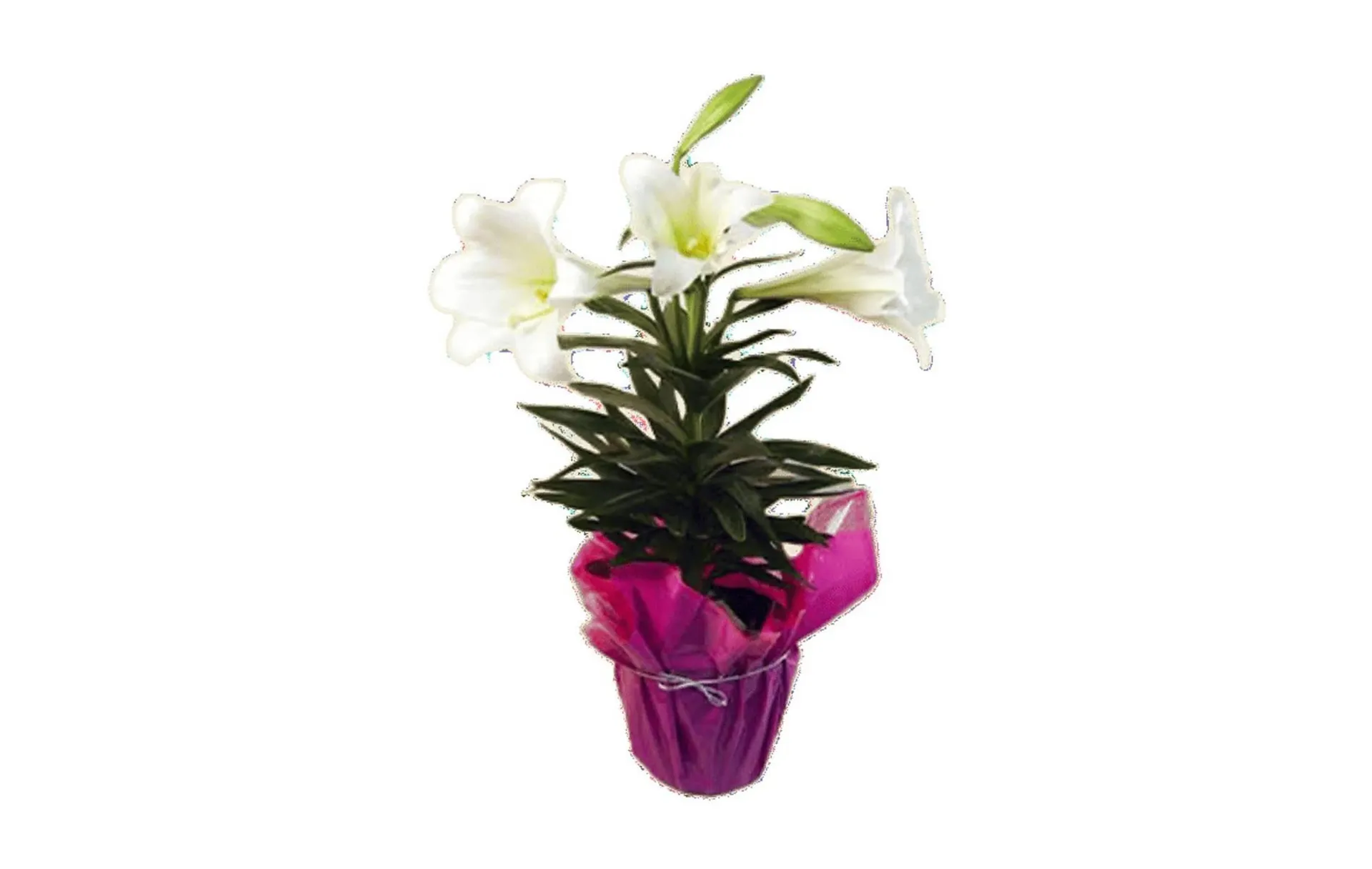 Weekly ad Northgate Market weekly ad from April 5 to April 5 2026 - Page 52