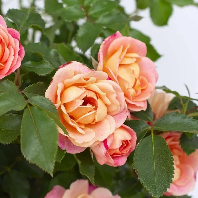 National Plant Network Pink Rose Peach Sunblaze 2 -Gallon 1 -Pack in Pot