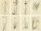 After James Sowerby, Botanical Illustrations of Bulrush, Cottongrass & Arrowgrass, 1830s, Engravings, Set of 8