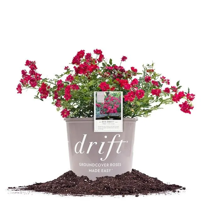 Perfect Plants Red Red Drift Rose 3 -Gallon 1 -Pack in Pot
