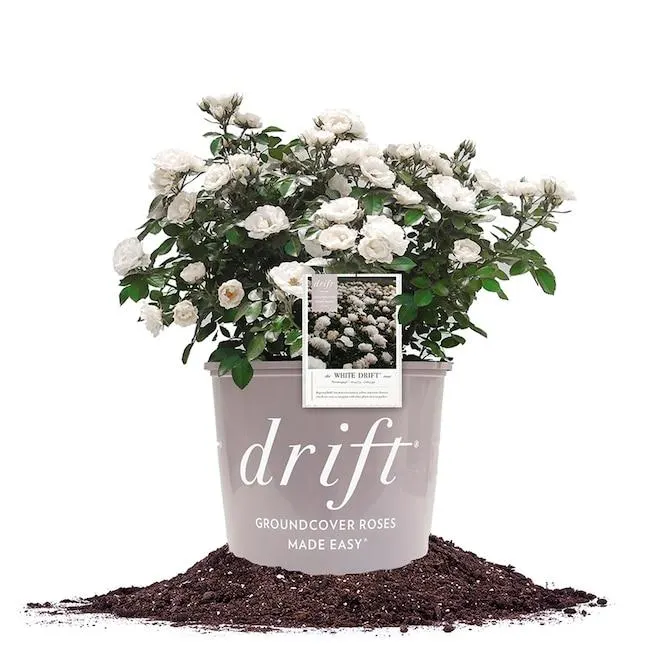 Perfect Plants White White Drift Rose 3 -Gallon 1 -Pack in Pot