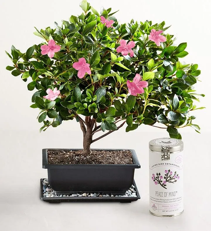 Azalea Bonsai