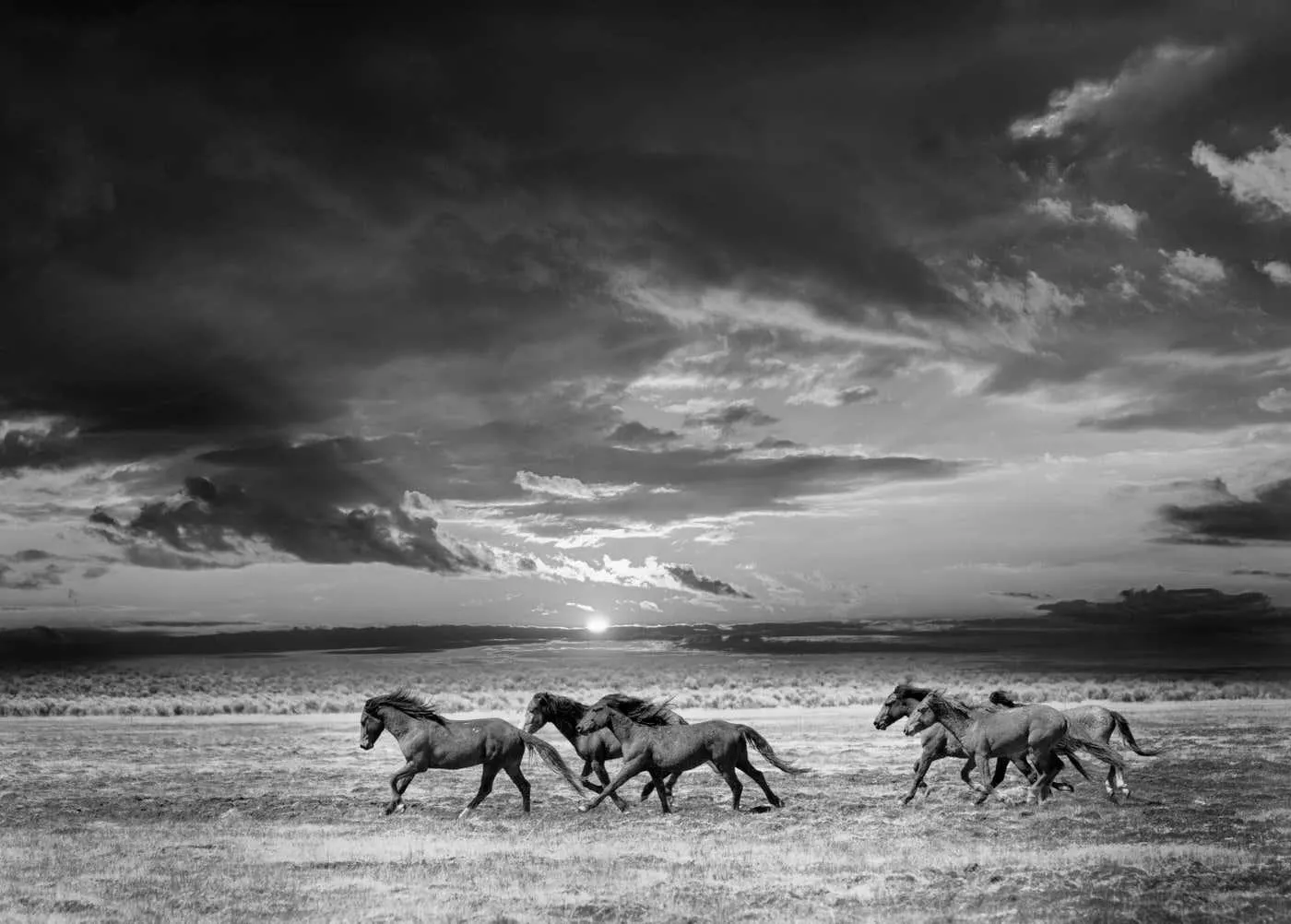 Shane Russeck"Chasing the Light" 36x48 Black and White Photography of Wild Horses, Photograph 2018
