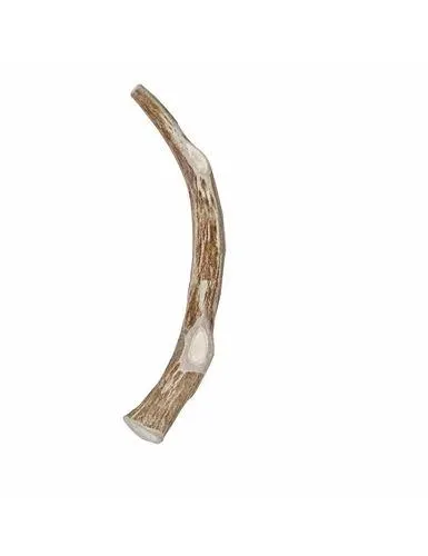 Primal Whole Deer Antler, Extra Large