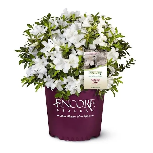 Encore Azalea Autumn Lily Azalea Flowering Shrub in 1 -Gallon Pot 1 -Pack with White Blooms