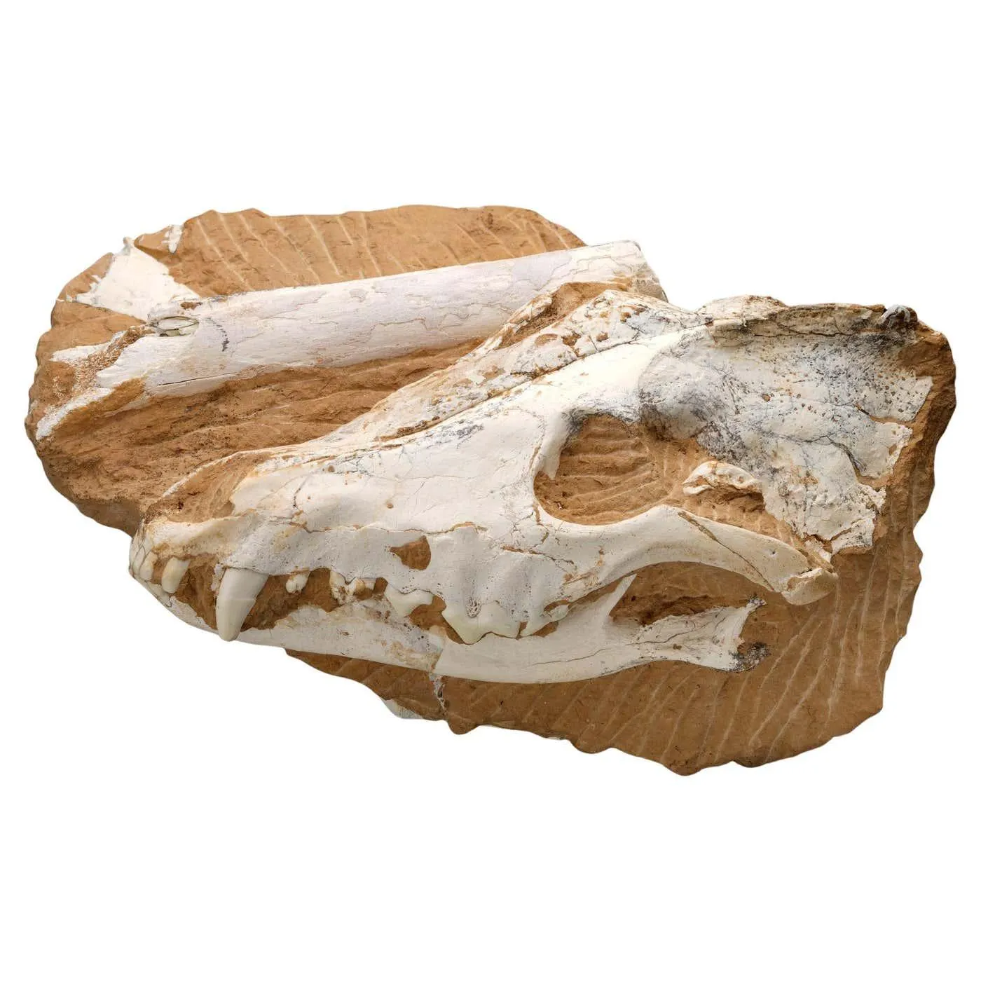 Fossilized Dire Wolf Skull