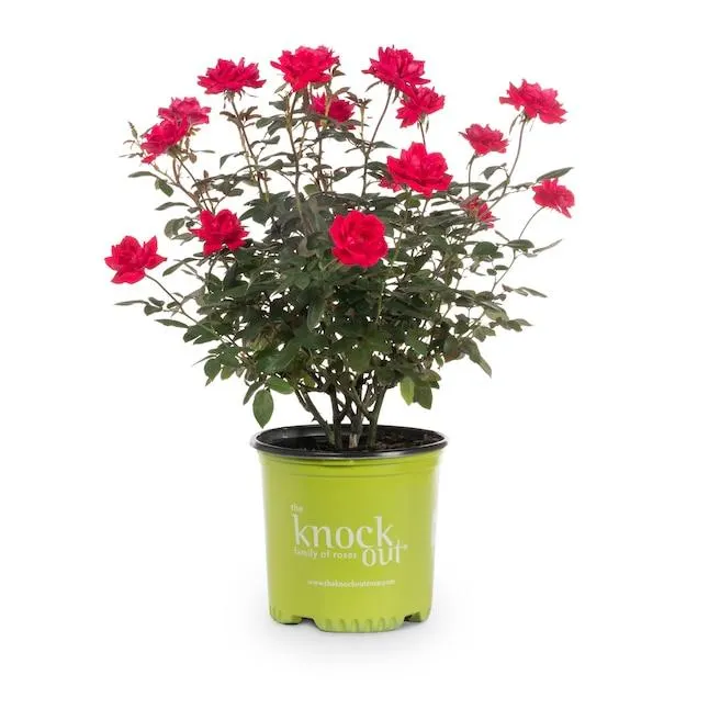 Lowe's Red Double Red Knock Out Roses 1-Gallon in Pot
