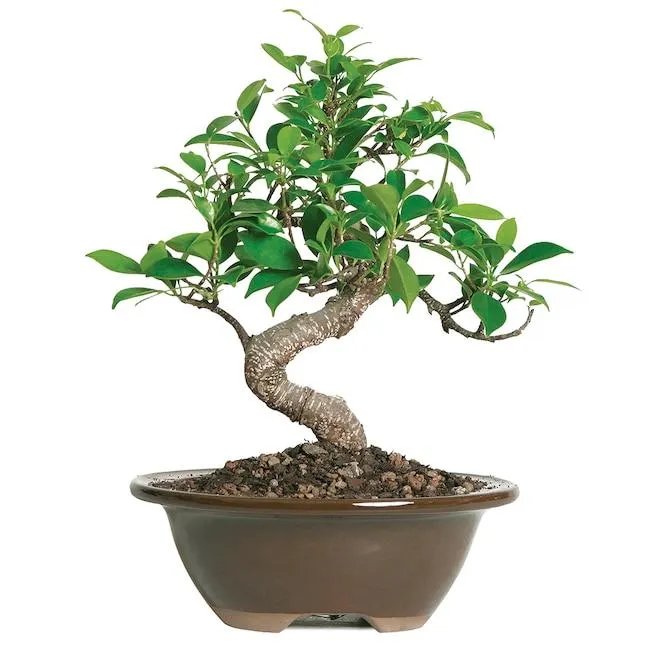 Brussel's Bonsai 6.0 -in Feature Golden Gate Ficus In pot (with soil)
