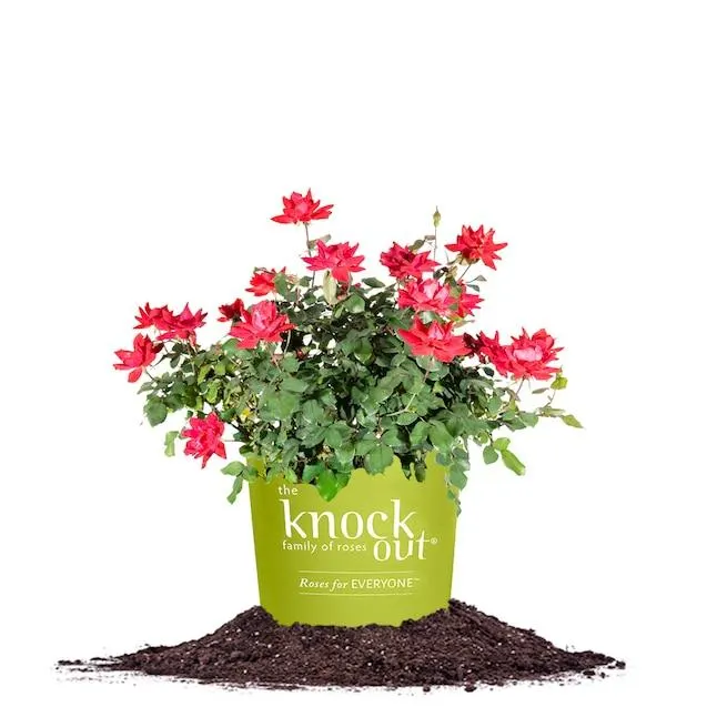 Perfect Plants Red Double Red KnockOut Rose 1 -Gallon Pot