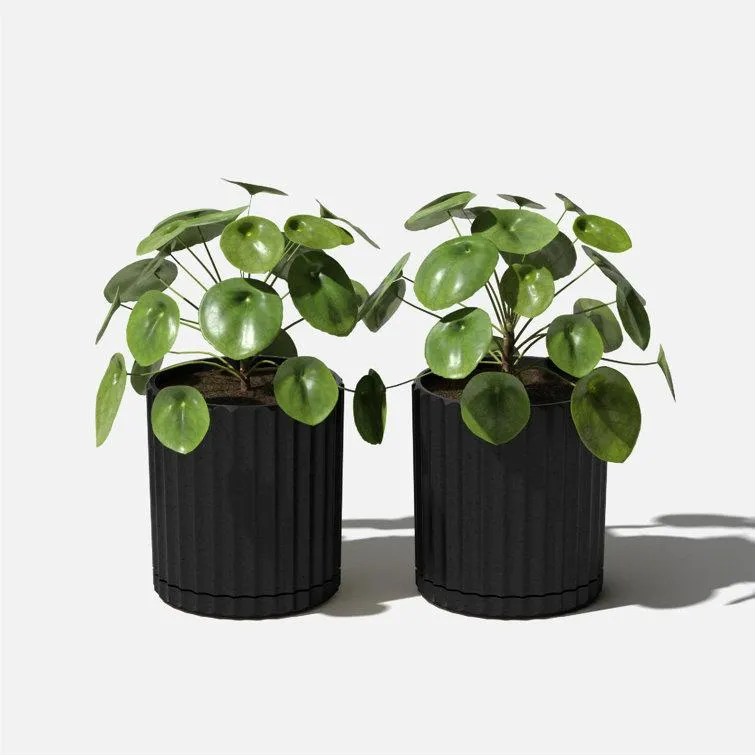 Veradek Demi Series 6" Planter