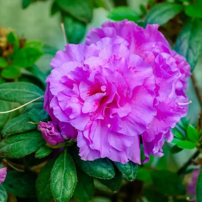 Encore Azalea Autumn Majesty Azalea Flowering Shrub in 1 -Gallon Pot 1 -Pack with Purple Blooms