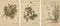 New Zealand Native Berry Plants, 1890, Lithographs, Set of 3
