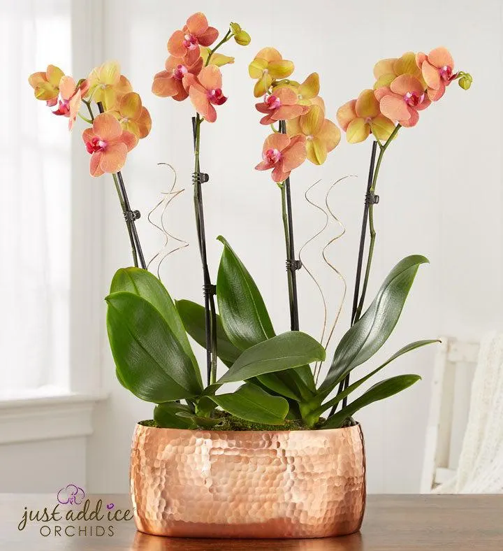 Bonfire Warmth Orchid