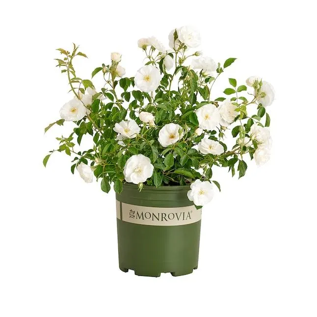 Monrovia White Nitty Gritty Rose 1.73 -Gallon 1 -Pack in Pot