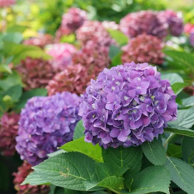Proven Winners Let's Dance Arriba Reblooming Hydrangea (Serrata) Flowering Shrub in 1 -Quart Pot 1.0 -Pack with Pink Blooms