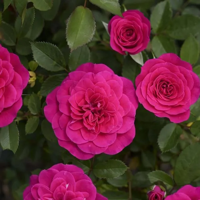 National Plant Network Purple Rose Dragon Fruit Sunblaze 2 -Gallon 1 -Pack in Planter