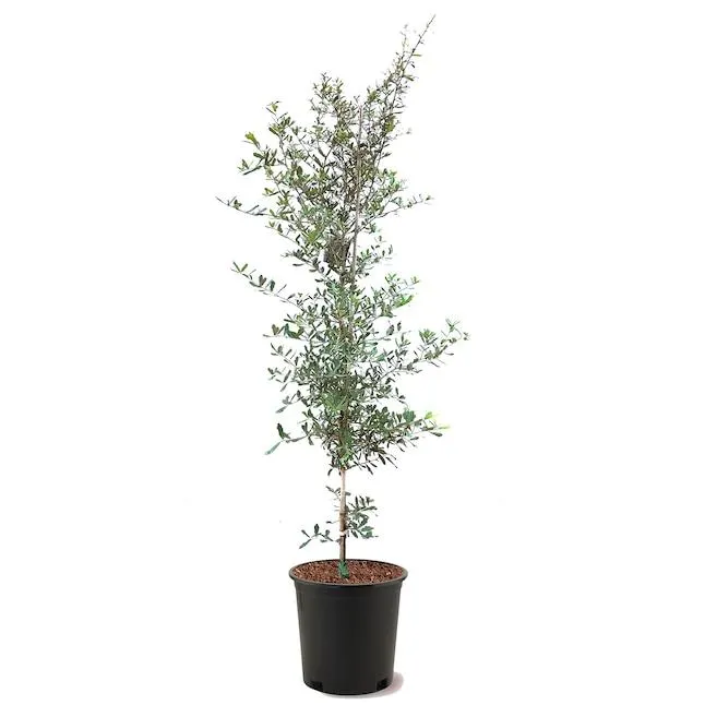 Southern Planters 5 -Gallon Shade Live Oak In pot (with soil)