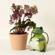 Fred the Frog Watering Can