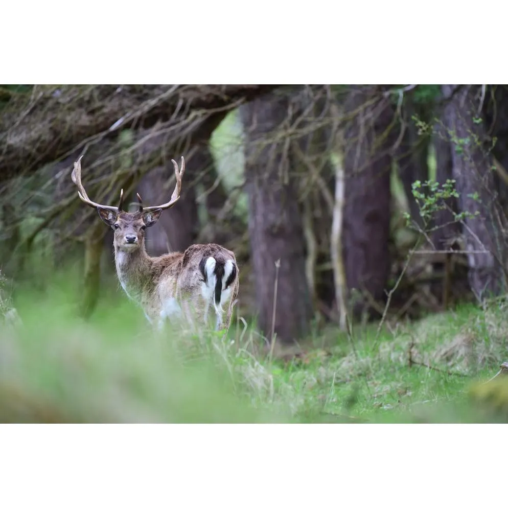 Nikon AF-S FX Full Frame NIKKOR 200-500mm f/5.6E ED Zoom Lens