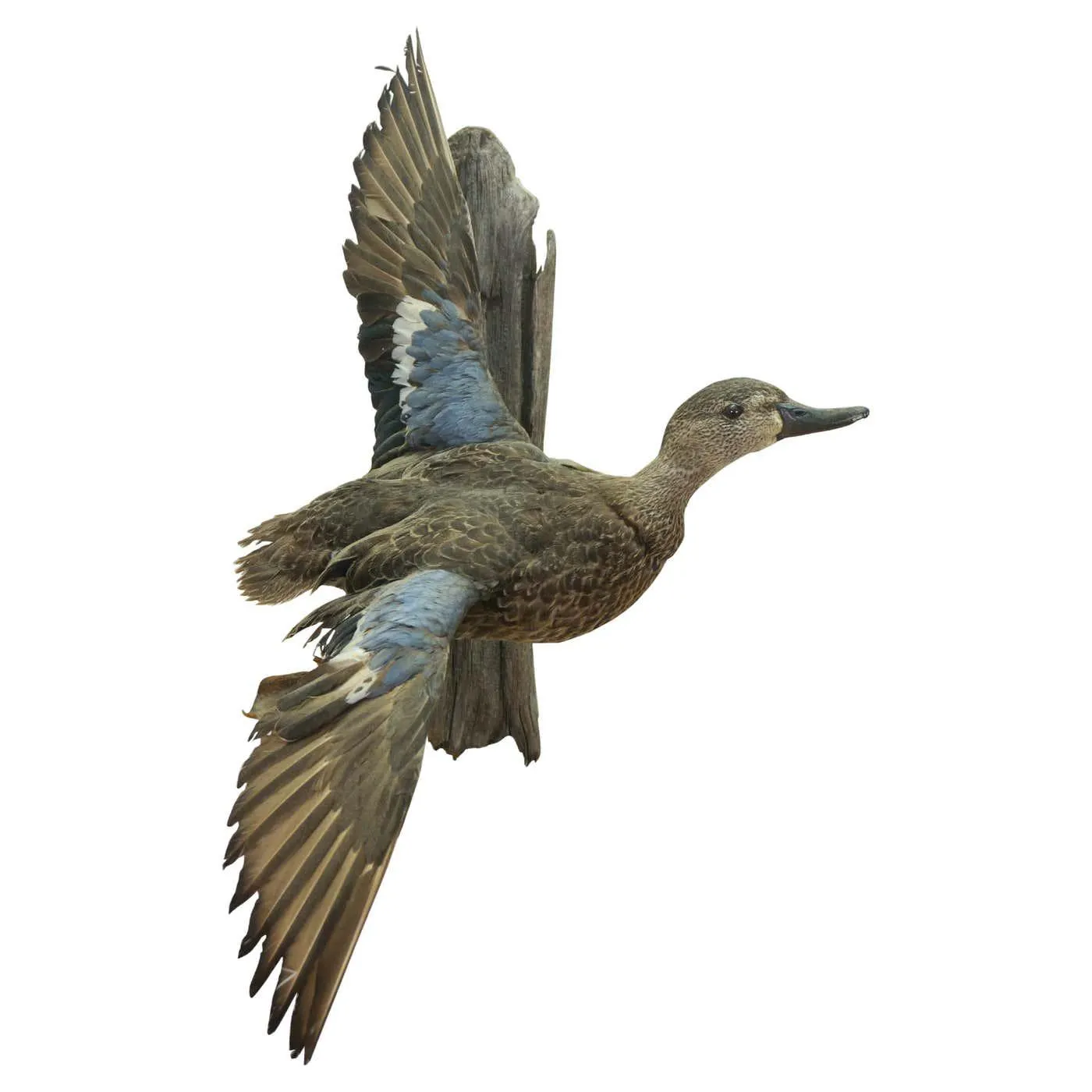 Vintage Blue Wing Teal Drake Duck Taxidermy Wall Mount Waterfowl Bird 21"