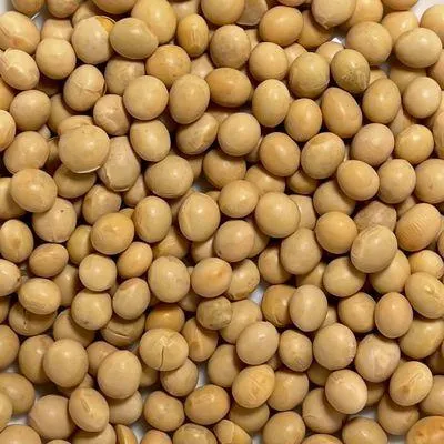 Organic Soybeans