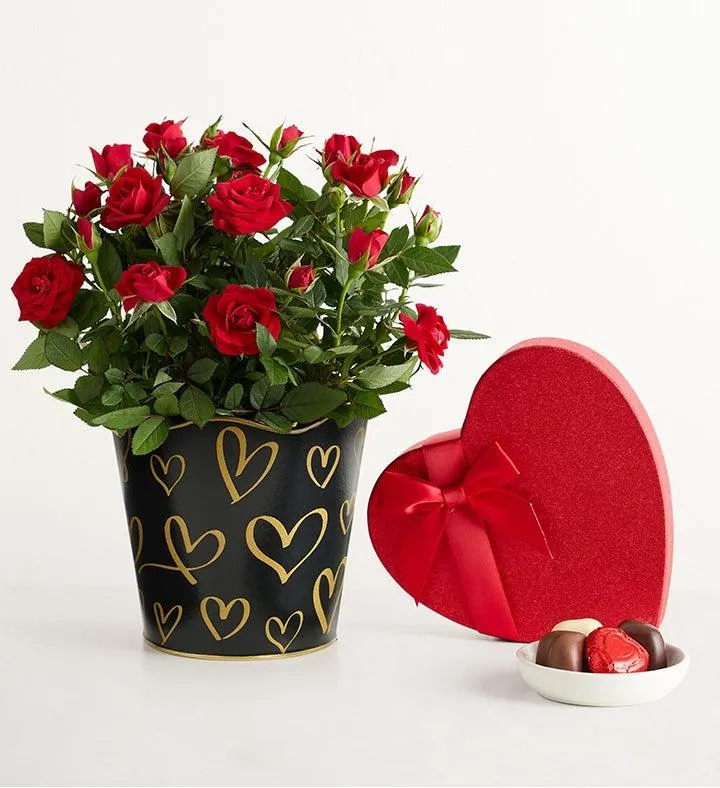 Midnight Romance Red Rose