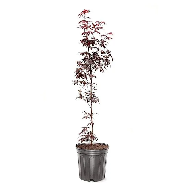 Southern Planters 3 -Gallon Feature Japanese Red Maple Tree In pot (with soil)