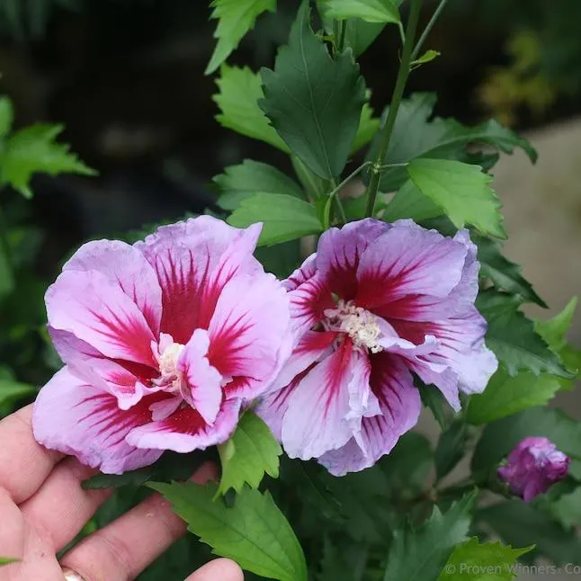 Proven Winners Purple Purple Pillar Rose of Sharon (Hibiscus) Flowering Shrub in 1 -Quart Pot 1.0 -Pack