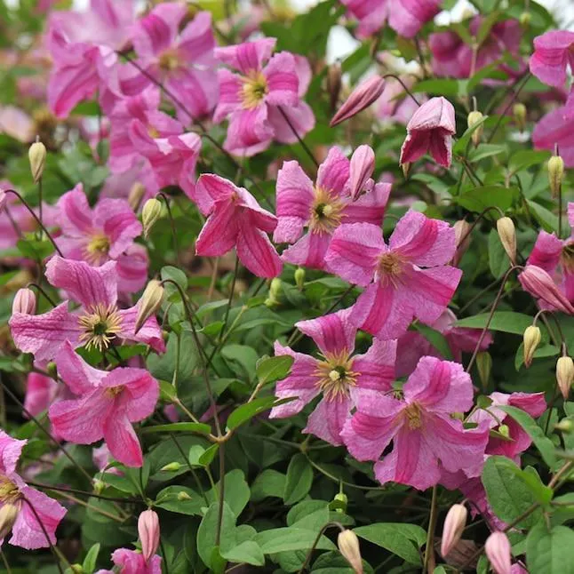 Proven Winners Pink Mink Clematis Flowering Shrub in 1 -Quart Pot 1.0 -Pack with Pink Blooms