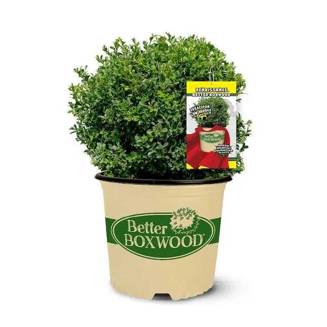 Better BOXWOOD Renaissance Boxwood Foundation/Hedge Shrub in 2.5 -Quart Pot 1 -Pack