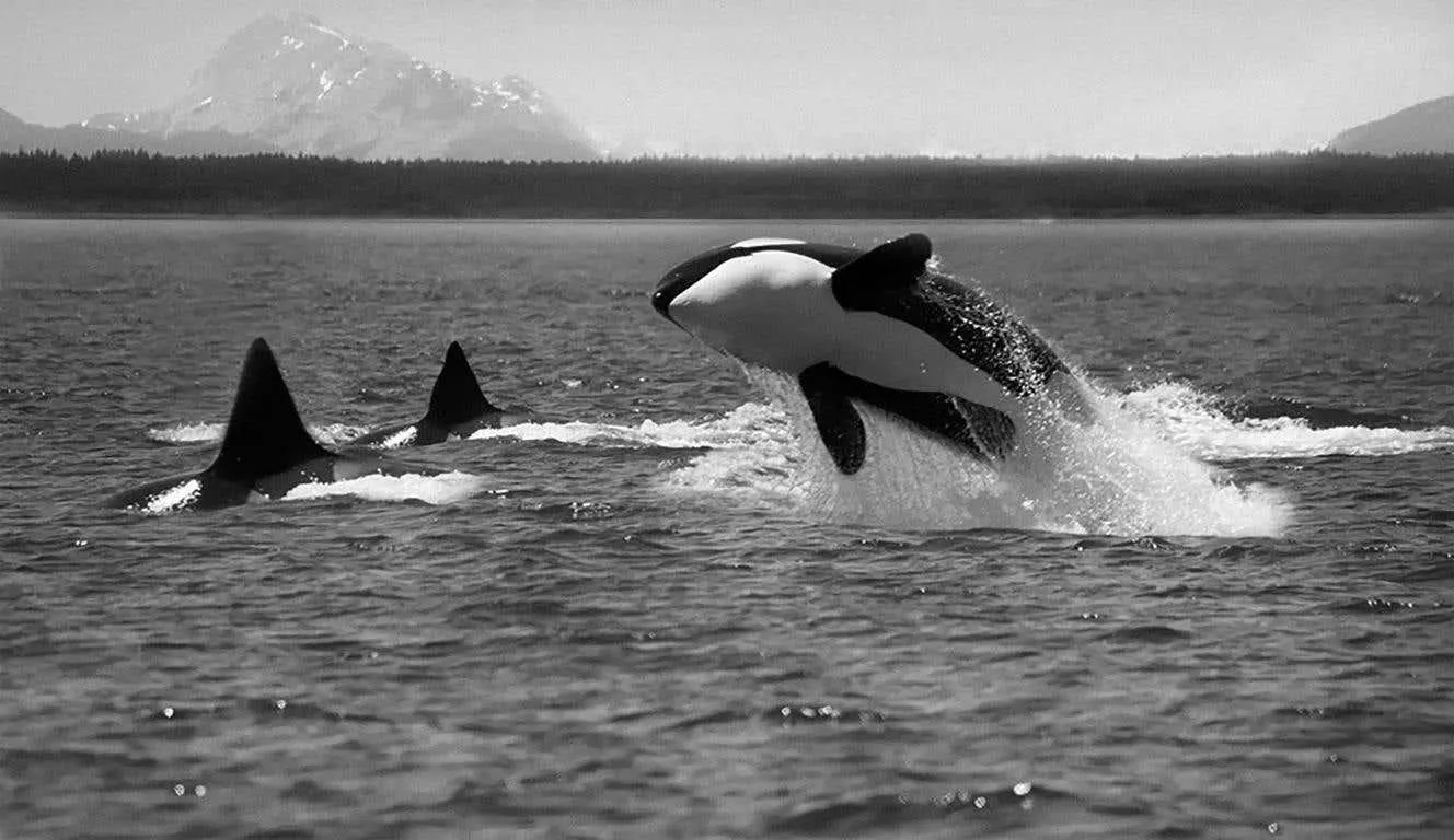 "Orca Breach" 30x50, Black and White Killer Whale Orca Photography, Photograph