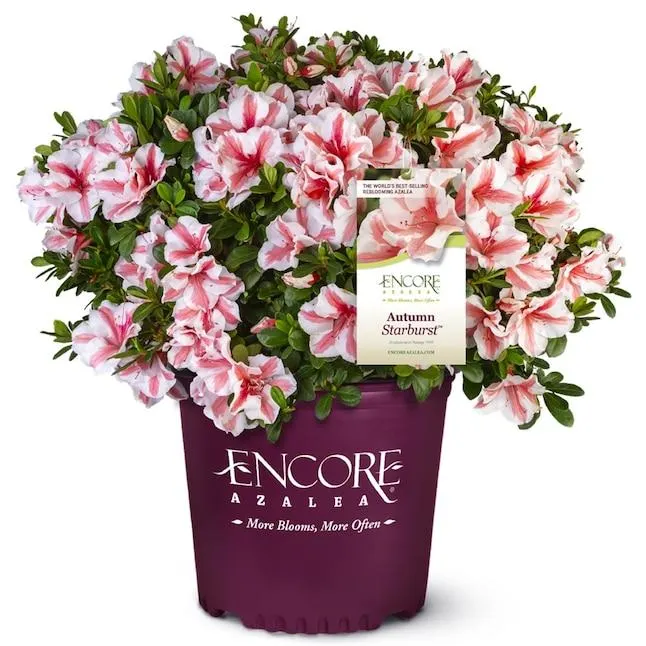 Encore Azalea Autumn Starburst Azalea Flowering Shrub in 1 -Gallon Pot 1 -Pack with Multicolor Blooms