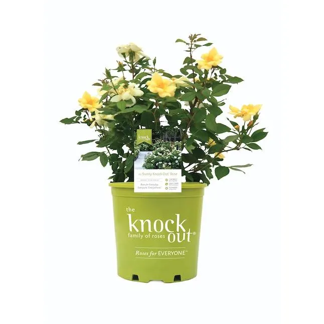 Lowe's 1.00-GAL ROSE SUNNY KO