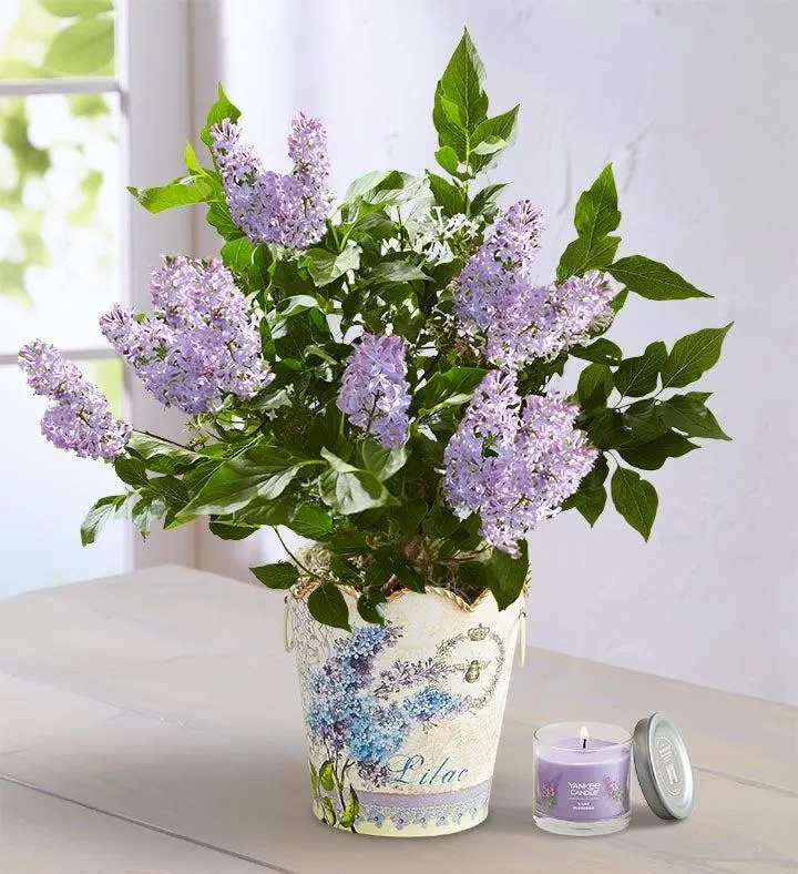 Fragrant Lilac Plant