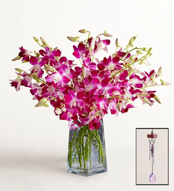 Exotic Breeze™ Orchids